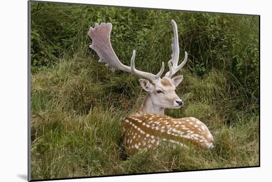 Fallow Deer Male in Velvet Resting in Undergrowth-null-Mounted Photographic Print