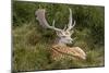 Fallow Deer Male in Velvet Resting in Undergrowth-null-Mounted Photographic Print