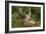 Fallow Deer Male in Velvet Resting in Undergrowth-null-Framed Photographic Print