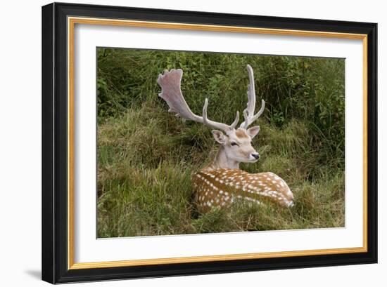 Fallow Deer Male in Velvet Resting in Undergrowth-null-Framed Photographic Print