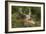 Fallow Deer Male in Velvet Resting in Undergrowth-null-Framed Photographic Print