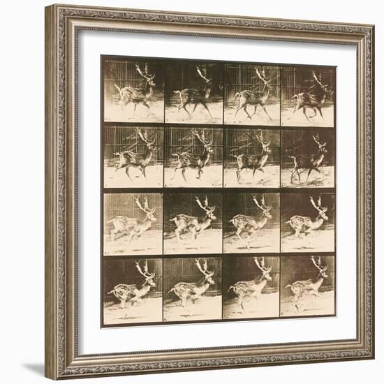Fallow Deer-Eadweard Muybridge-Framed Giclee Print