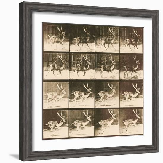 Fallow Deer-Eadweard Muybridge-Framed Giclee Print