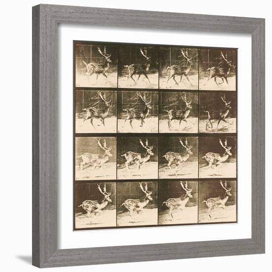 Fallow Deer-Eadweard Muybridge-Framed Giclee Print