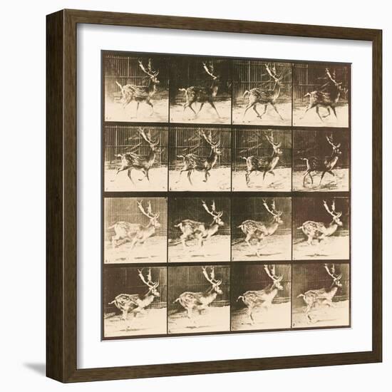 Fallow Deer-Eadweard Muybridge-Framed Giclee Print