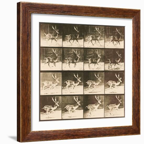 Fallow Deer-Eadweard Muybridge-Framed Giclee Print