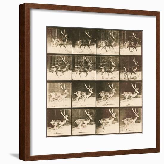 Fallow Deer-Eadweard Muybridge-Framed Giclee Print