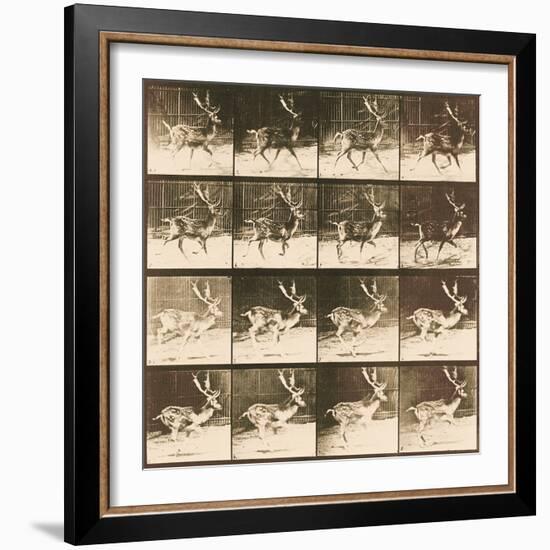 Fallow Deer-Eadweard Muybridge-Framed Giclee Print