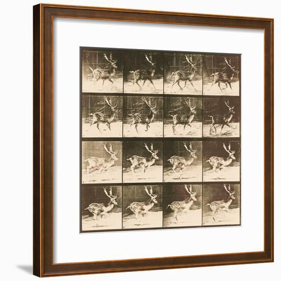 Fallow Deer-Eadweard Muybridge-Framed Giclee Print