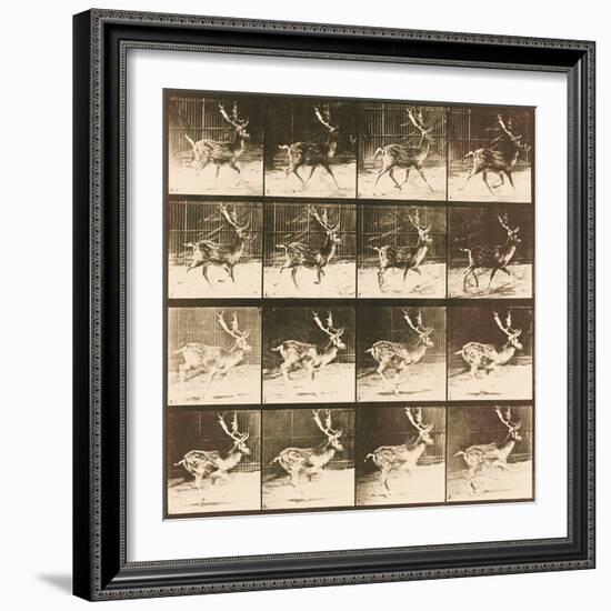 Fallow Deer-Eadweard Muybridge-Framed Giclee Print