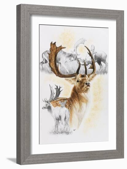 Fallow Deer-Barbara Keith-Framed Giclee Print