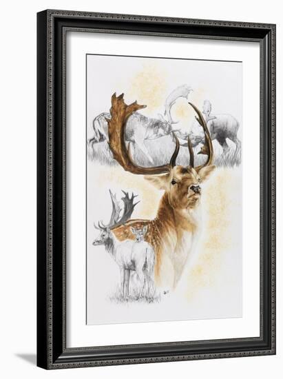 Fallow Deer-Barbara Keith-Framed Giclee Print