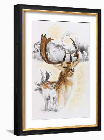 Fallow Deer-Barbara Keith-Framed Giclee Print