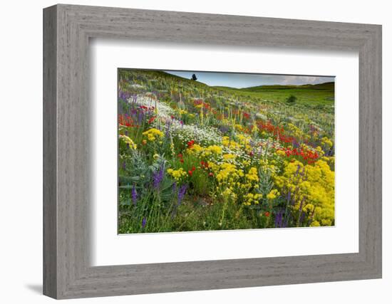 Fallow field in flower, Abruzzo, Italy-Paul Harcourt Davies-Framed Photographic Print