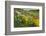 Fallow field in flower, Abruzzo, Italy-Paul Harcourt Davies-Framed Photographic Print