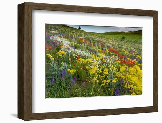 Fallow field in flower, Abruzzo, Italy-Paul Harcourt Davies-Framed Photographic Print