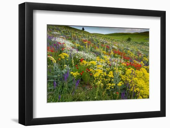 Fallow field in flower, Abruzzo, Italy-Paul Harcourt Davies-Framed Photographic Print