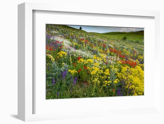 Fallow field in flower, Abruzzo, Italy-Paul Harcourt Davies-Framed Photographic Print