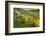 Fallow field in flower, Abruzzo, Italy-Paul Harcourt Davies-Framed Photographic Print