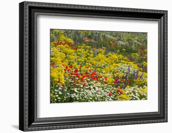 Fallow field in flower, Abruzzo, Italy-Paul Harcourt Davies-Framed Photographic Print