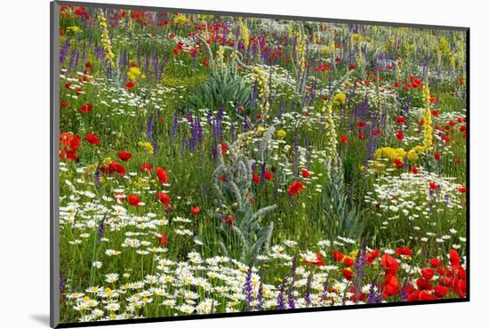 Fallow field in flower, Abruzzo, Italy-Paul Harcourt Davies-Mounted Photographic Print