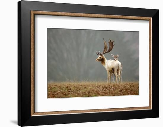 Fallow Love-Mark Bridger-Framed Art Print