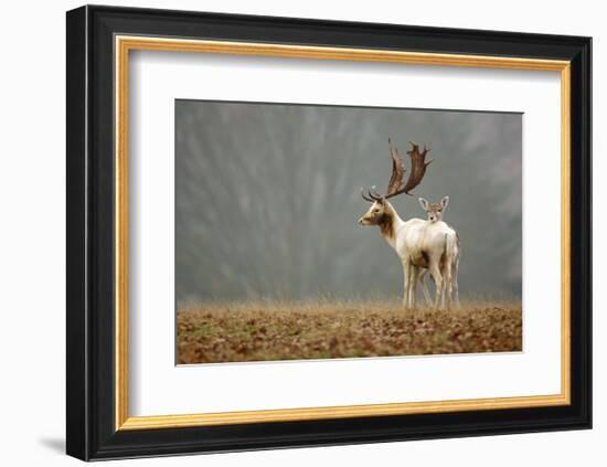 Fallow Love-Mark Bridger-Framed Art Print