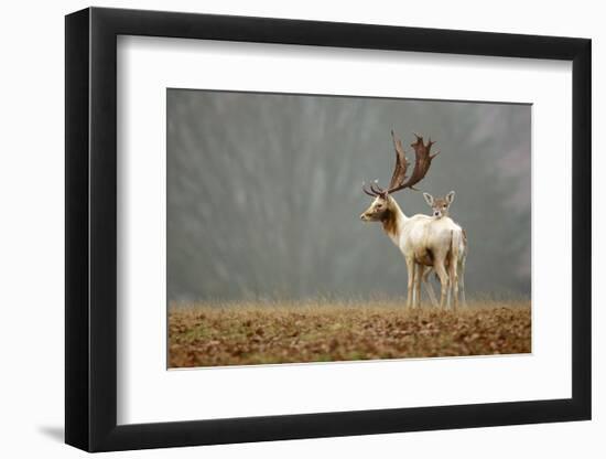 Fallow Love-Mark Bridger-Framed Art Print