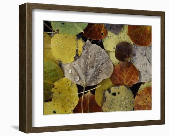 Falls Dew-Doug Chinnery-Framed Photographic Print