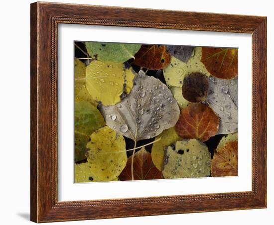 Falls Dew-Doug Chinnery-Framed Photographic Print