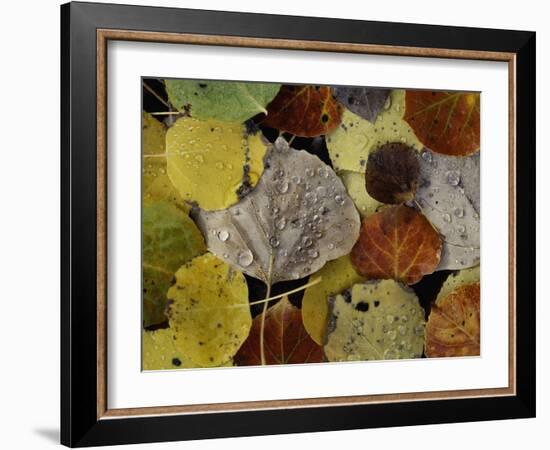 Falls Dew-Doug Chinnery-Framed Photographic Print