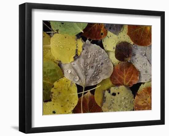 Falls Dew-Doug Chinnery-Framed Photographic Print