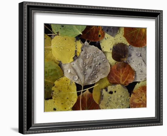 Falls Dew-Doug Chinnery-Framed Photographic Print