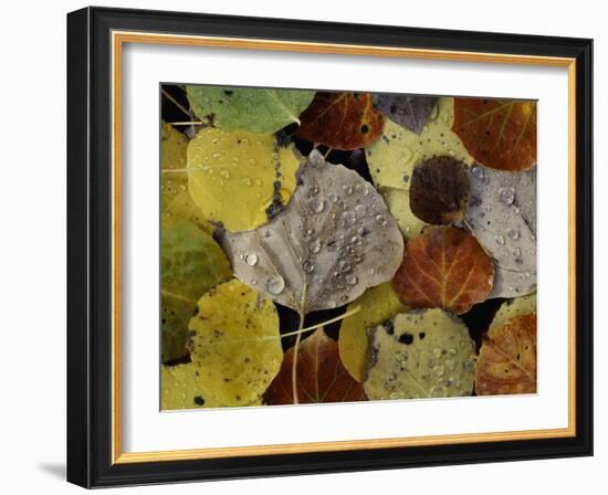 Falls Dew-Doug Chinnery-Framed Photographic Print