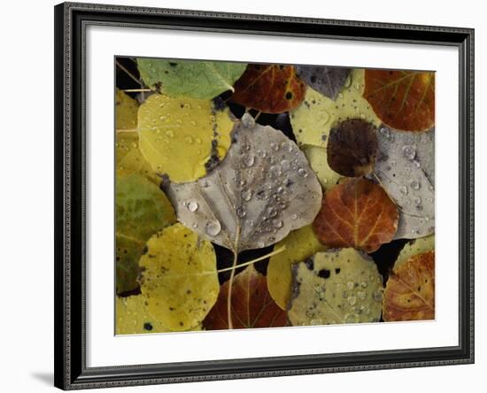 Falls Dew-Doug Chinnery-Framed Photographic Print