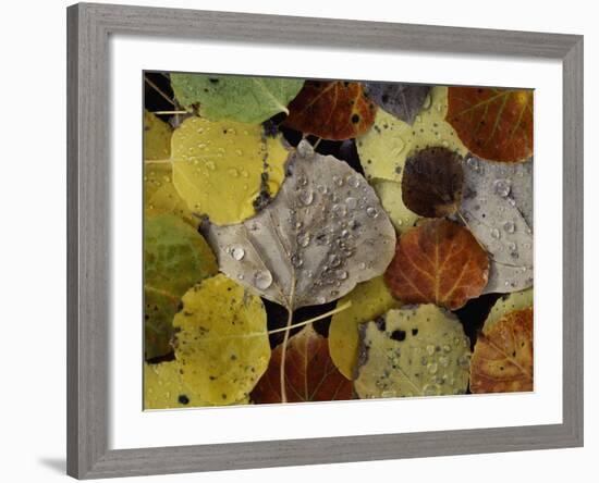 Falls Dew-Doug Chinnery-Framed Photographic Print