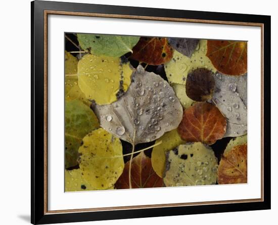 Falls Dew-Doug Chinnery-Framed Photographic Print