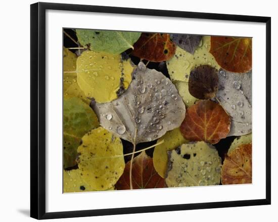 Falls Dew-Doug Chinnery-Framed Photographic Print