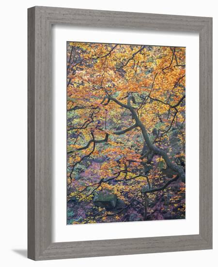 Falls Reach-Doug Chinnery-Framed Photographic Print