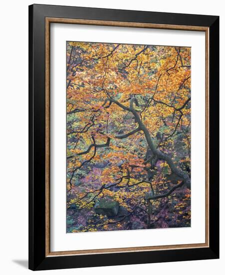 Falls Reach-Doug Chinnery-Framed Photographic Print