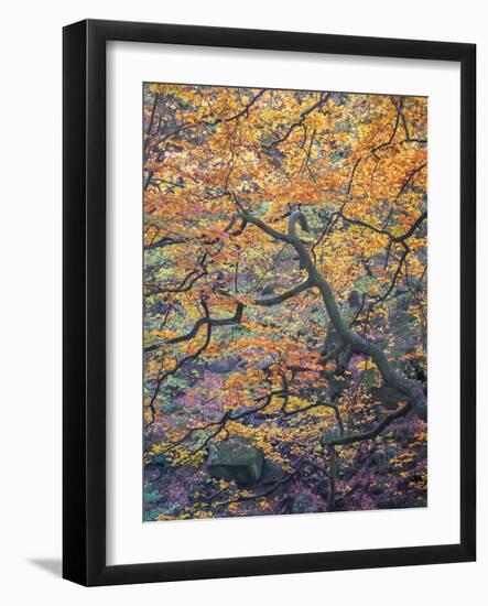 Falls Reach-Doug Chinnery-Framed Photographic Print