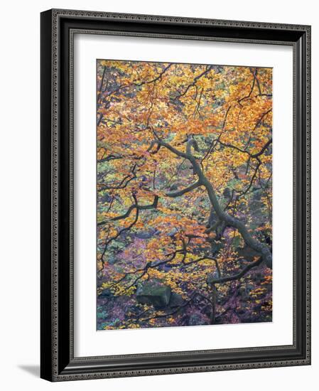 Falls Reach-Doug Chinnery-Framed Photographic Print