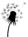 Dandelion Black And White-falonkoontz-Mounted Art Print