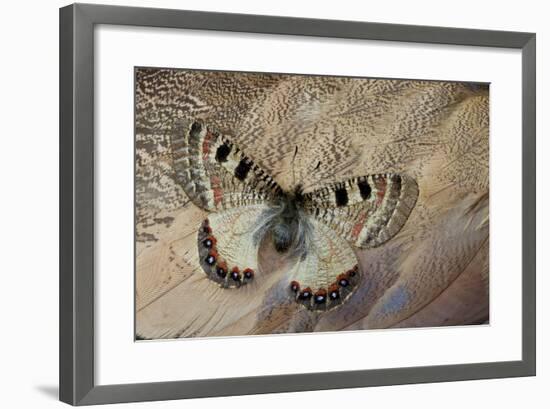 False Apollo Butterfly, Archon Apollinus, and Shoulder Feathers of Senegal Buster-Darrell Gulin-Framed Photographic Print