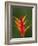 False Bird-Of-Paradise Flower (Heliconia Psittacorum), Nadi, Viti Levu, Fiji, South Pacific-David Wall-Framed Photographic Print