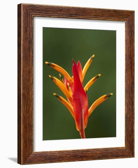 False Bird-Of-Paradise Flower (Heliconia Psittacorum), Nadi, Viti Levu, Fiji, South Pacific-David Wall-Framed Photographic Print