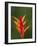 False Bird-Of-Paradise Flower (Heliconia Psittacorum), Nadi, Viti Levu, Fiji, South Pacific-David Wall-Framed Photographic Print