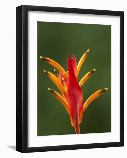 False Bird-Of-Paradise Flower (Heliconia Psittacorum), Nadi, Viti Levu, Fiji, South Pacific-David Wall-Framed Photographic Print