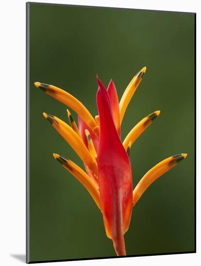 False Bird-Of-Paradise Flower (Heliconia Psittacorum), Nadi, Viti Levu, Fiji, South Pacific-David Wall-Mounted Photographic Print