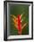 False Bird-Of-Paradise Flower (Heliconia Psittacorum), Nadi, Viti Levu, Fiji, South Pacific-David Wall-Framed Photographic Print